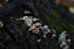 découvrez les champignons de la pourriture du bois, leur impact sur les structures en bois et les méthodes de prévention et de traitement.